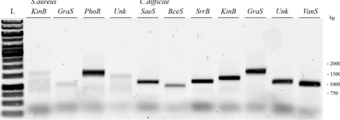 Figure 4.12 - 0.8% agarose gel. PCR results S. aureus (KinB, GraS, PhoR and Unk) and C