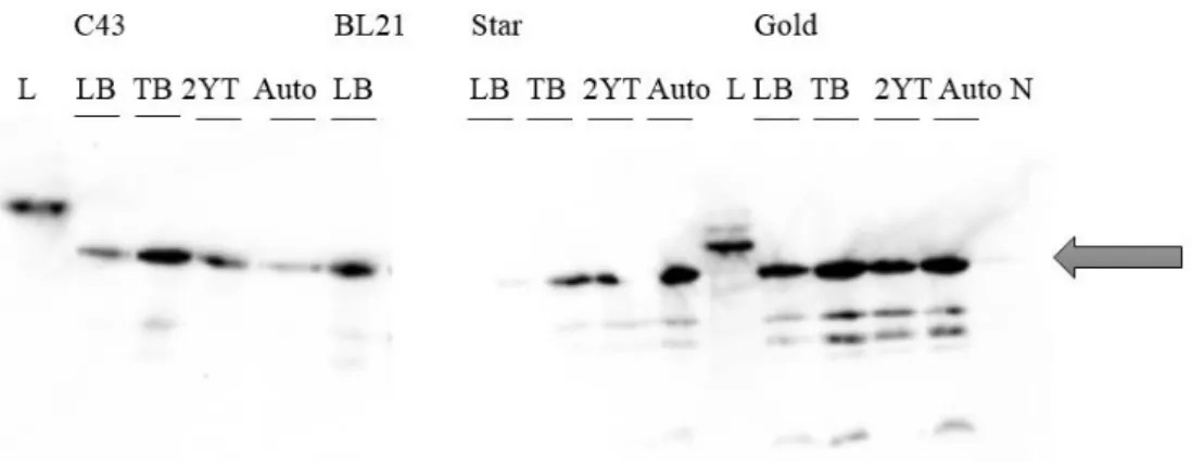 Figure 4.17 - Western Blot to evaluate ArlS expression tests in  E. coli at 28ºC. C43, BL21, BL21 Star and  BL21 Gold – tested strains