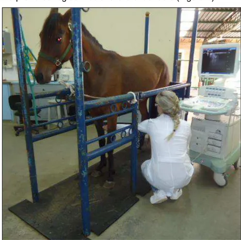 FIGURA 2 – Realização do exame ultrassonográfico com o animal em posição  quadrupedal mantido em tronco de contenção 