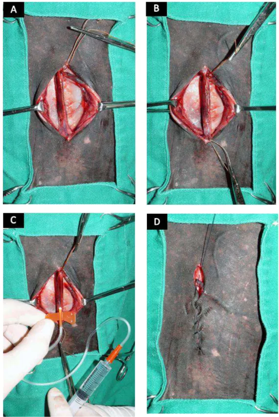 FIGURA  3  –  Procedimento  cirúrgico  realizado  em  peça  anatômica  para  demonstração  da  indução  experimental  da  trombose  na  veia  cefálica  dos  animais do Estudo Trombose