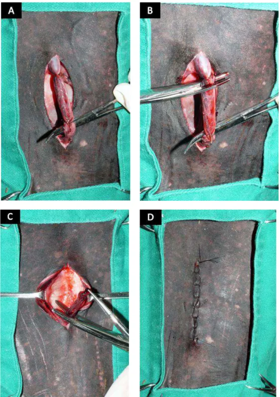FIGURA  4  -  Procedimento  cirúrgico  em  peça  anatômica  para  coleta  da  veia  cefálica dos animais do Estudo Trombose (ET) após 24 horas (M1) da realização  da  indução  experimental  da  trombose