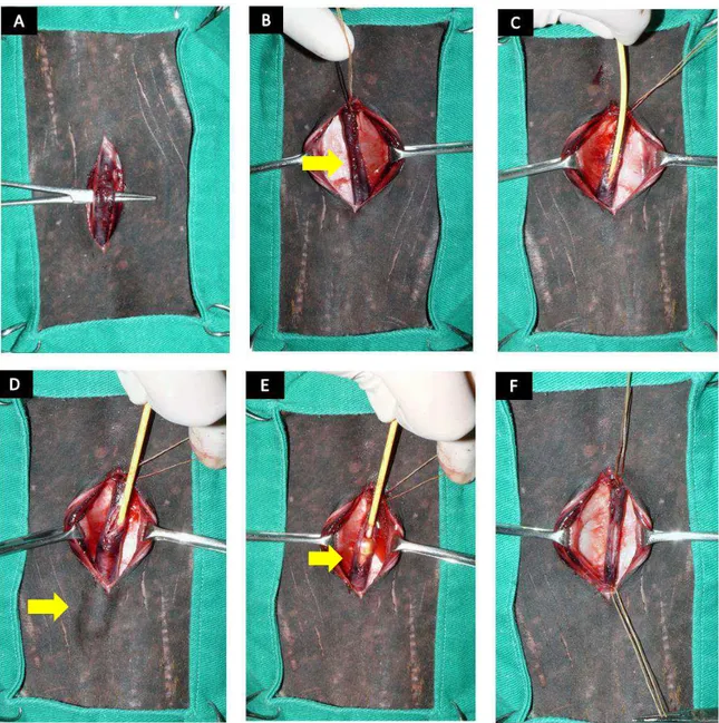 FIGURA 7 -  Procedimento cirúrgico em peça anatômica para demonstração da  aplicação do cateter de Fogarty na veia cefálica hígida em equinos nos animais  do Estudo Fogarty (EF)