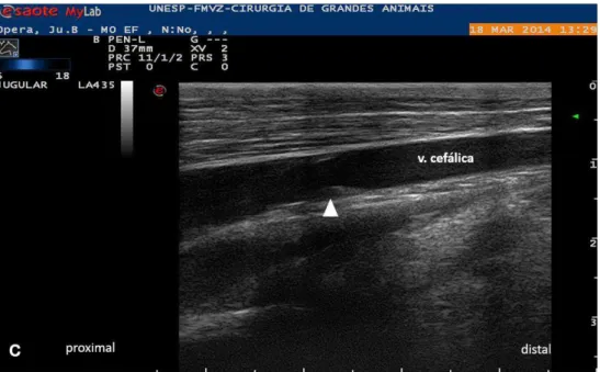 FIGURA  9  (continuação)  –  Imagem  ultrassonográfica  da  veia  cefálica  no  momento prévio aos procedimentos cirúrgicos (M-24h)
