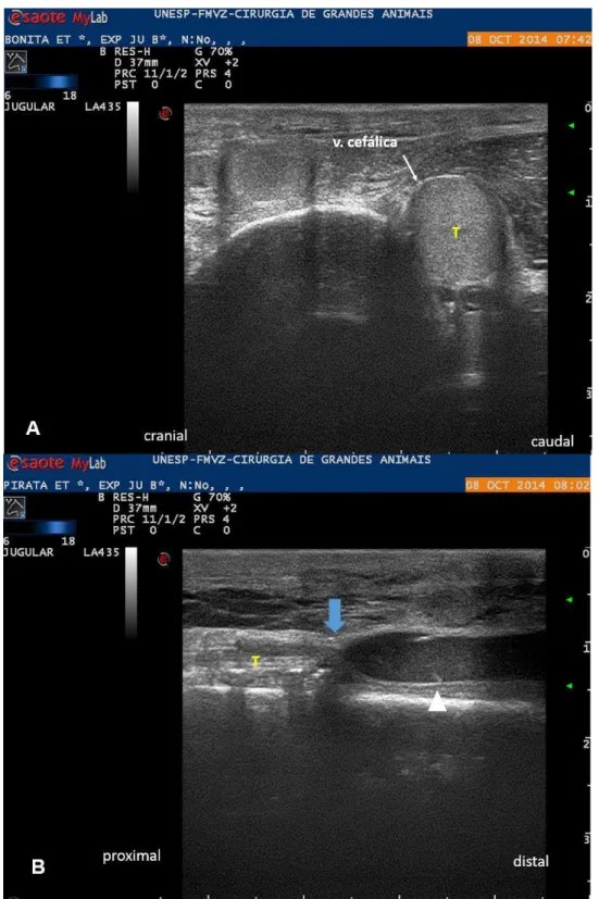FIGURA 10 – Imagem ultrassonográfica da veia cefálica dos animais do Estudo  Trombose (ET) 24 horas a indução da trombose experimental (M1)