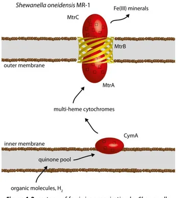 Figure 1.2: cartoon of ferric iron respiration by Shewanella  oneidensis MR-1. 