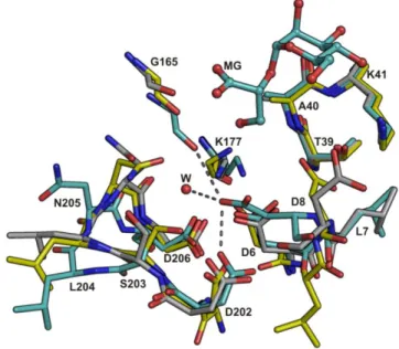 Figure  3.14  Alternative  conformations  of  the  catalytic  HAD-core  in  the  apo-state