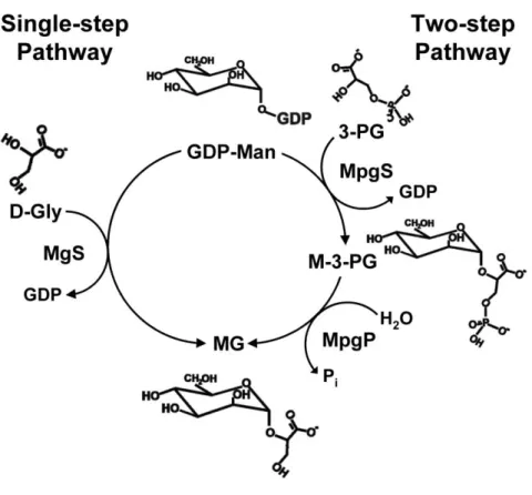 Figure 1.1  The  two  pathways  for  the  synthesis  of  mannosylglycerate. 