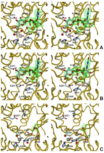 Figure  2.12  The  Zn/M 2+   binding  site  in  the  MpgS  structures.  Stereoviews  showing  the  NDP-sugar  binding  pocket  and  the  Zn/M 2+   binding  site  in  A,  wtMpgS:GDP-Man:Mg 2+ ;  B,  H309A  MpgS:GDP-Man:Mg 2+ ;  C,  apoMpgS