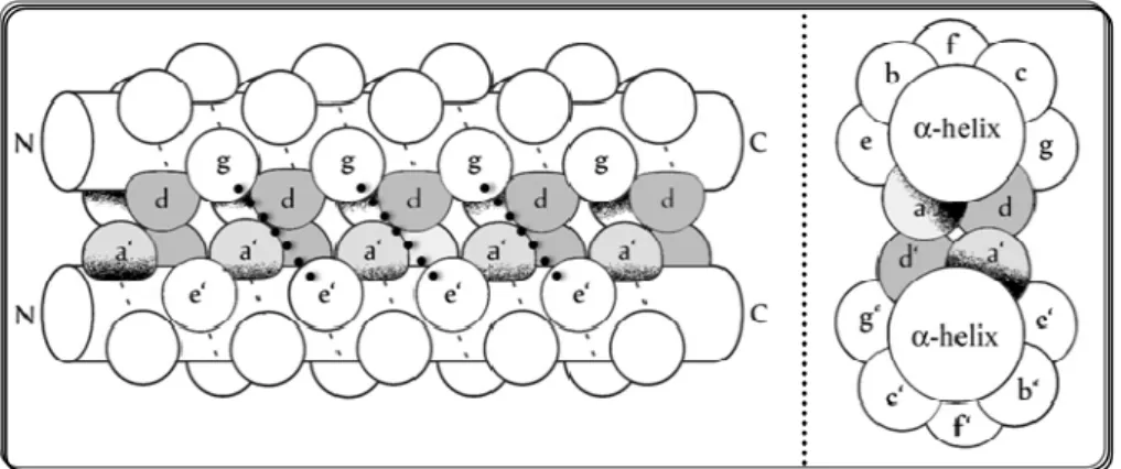 Figure 1.2: Scheme of a leucine zipper (LZ) parallel two-stranded coiled coil and side view