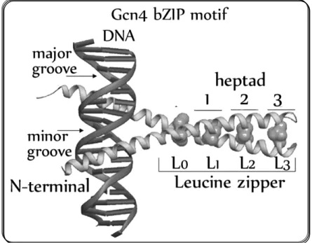 Figure 1.3: Yeast transcription factor Gcn4-bZIP binding to DNA.   