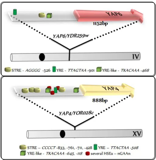 Figure 1.6: Overview of YAP4 and YAP6 cis -elements.  