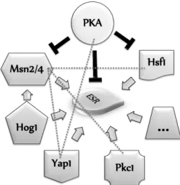 Figure  1.7:  Overview  of  the  Environment  Stress  Response  (ESR)  with  the  major  players and pathways in which they are involved
