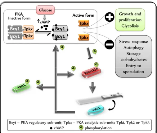 Figure 1.10: Overview of the PKA pathway crosstalk with GSR. 