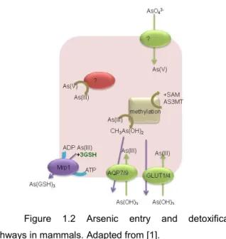 Figure  1.2  Arsenic  entry  and  detoxification  pathways in mammals. Adapted from [1]