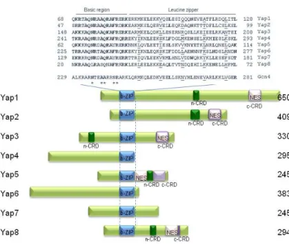 Figure 1.3  Structural features of the Yap family members 