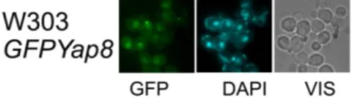 Figure  2.3.2    Yap8  subcellular  localization  under  physiological  conditions  when  over-expressed  in  YEplac195