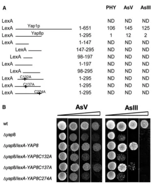 Figure 2. 5. Yap8 and Yap1  transactivation potential. (A) Cells co-expressing  the Lex-Yap fusions and a reporter cassette bearing the lacZ gene driven by  a  promoter  containing  the    LexA  binding    sequence    were  grown  in  the  presence  and  a