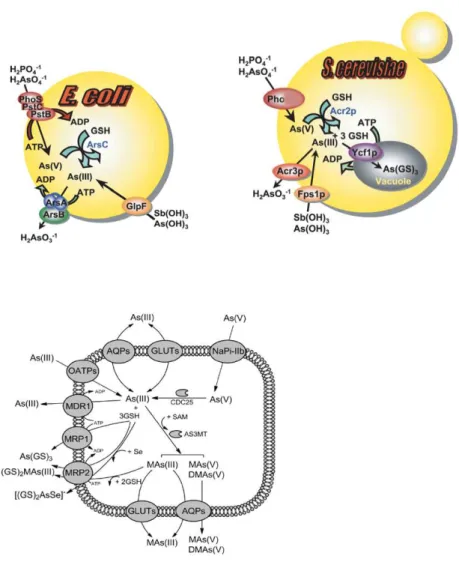 Figure   1:   Arsenic   detoxification   in   prokaryotes   (E.coli)   and   eukaryotes   (S