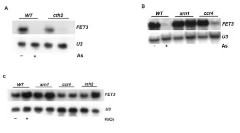 FIGURE   3:   Exonuclease   Xrn1   mediates   FET3   mRNA   degradation   upon   As    addition