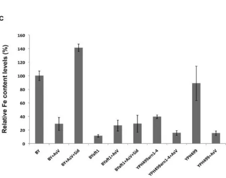 FIGURE    4:    Arsenic    exposure    reduces    Fet3    protein    levels    and    mislocalization    at    the    endoplasmic    reticulum