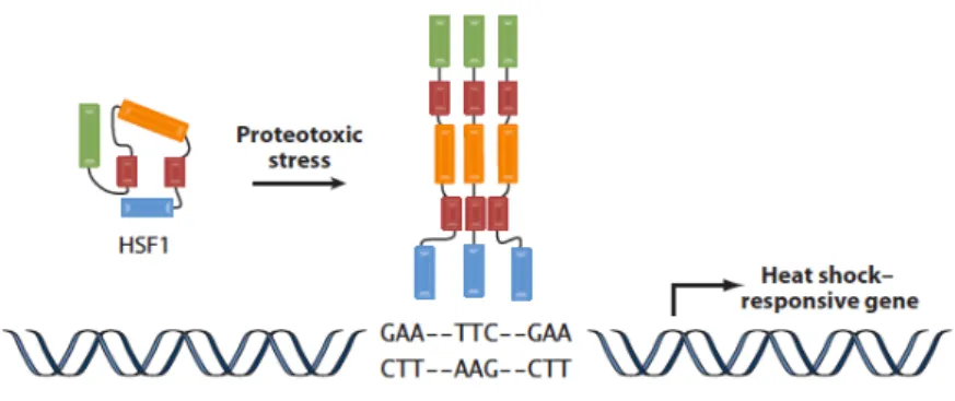 Figure   1:   HSF1   is   activated   by   proteotoxic   stress,   trimerizes   and   binds   to    HSEs,    consisting    in    inverted    repeats    of    the    nGAAn    pentamer    in    the    promoters   of   hsps   and   other   target   genes