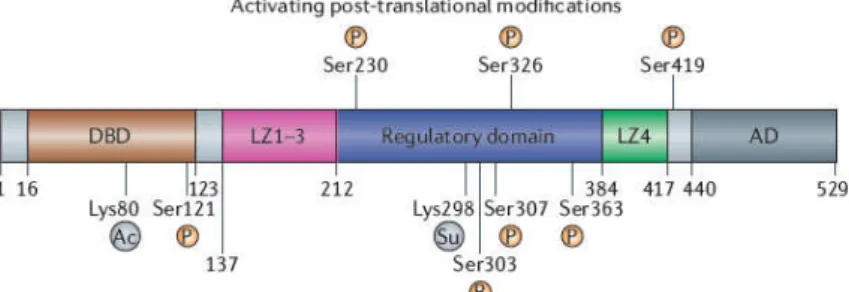 Figure   3:   Overview   of   HSF1   post-­‐translational   modifications   (PTMs).   Sites    for    acetylation    (Ac),    phosphorylation    (P)    and    sumoylation    (Su)    are    indicated