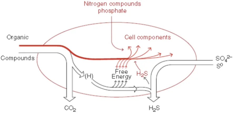 Fig  1.2.  Metabolic  principle  of  Sulfate-Reducing  Bacteria  (Rabus  et  al.  2006)
