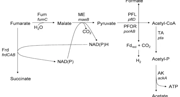 Fig 1.7. Scheme of the metabolic pathway involved in fumarate fermentative  growth in Desulfovibrio spp (Zaunmuller et