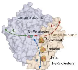 Fig  1.8.  Structural  aspects  of  the  periplasmic  [NiFe]-hydrogenase.  Hydrogen  oxidation (red arrow) and/or reduction (green arrow) occurs in the active site (Ni-Fe  cluster)  of  the  large  subunit  (light  blue  mesh),  while  electron  flow  to  