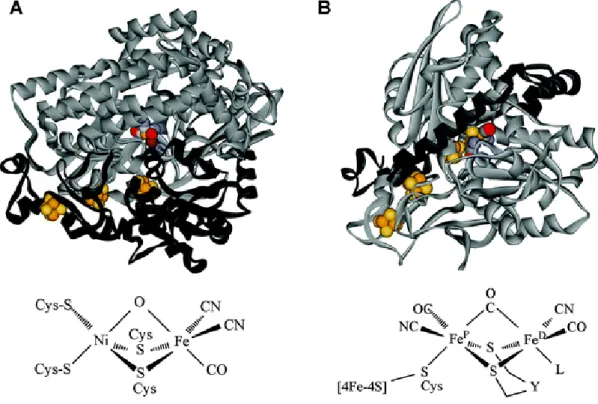 Fig  1.9.  Differences  in  the 3D-structure  and active  site  coordination from  the  [NiFe] 