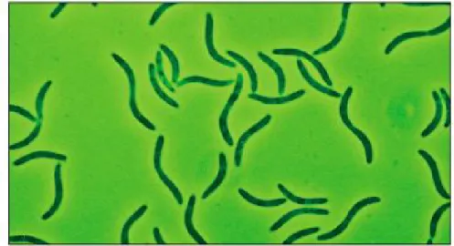 Fig 1.11. Image of the anaerobic bacterium Desulfovibrio gigas. Source: 