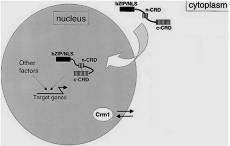 Figure  1.3 Common redox control of AP-1-like factors in yeast and beyond. Under non- non-stressed  conditions,  yAP-1  factors  are  continually  imported  into  the  nucleus,  and  are  immediately exported by the nuclear export factor Crm1