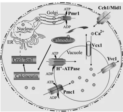 Figure 1.5 Ca 2+  transport in S. cerevisiae. (After Ref. [122].) 