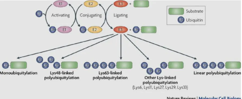 Figure  1.6  The  activity  of  three  enzymes  (E2,  E2,  and  E3)  required  for  ubiquitylation