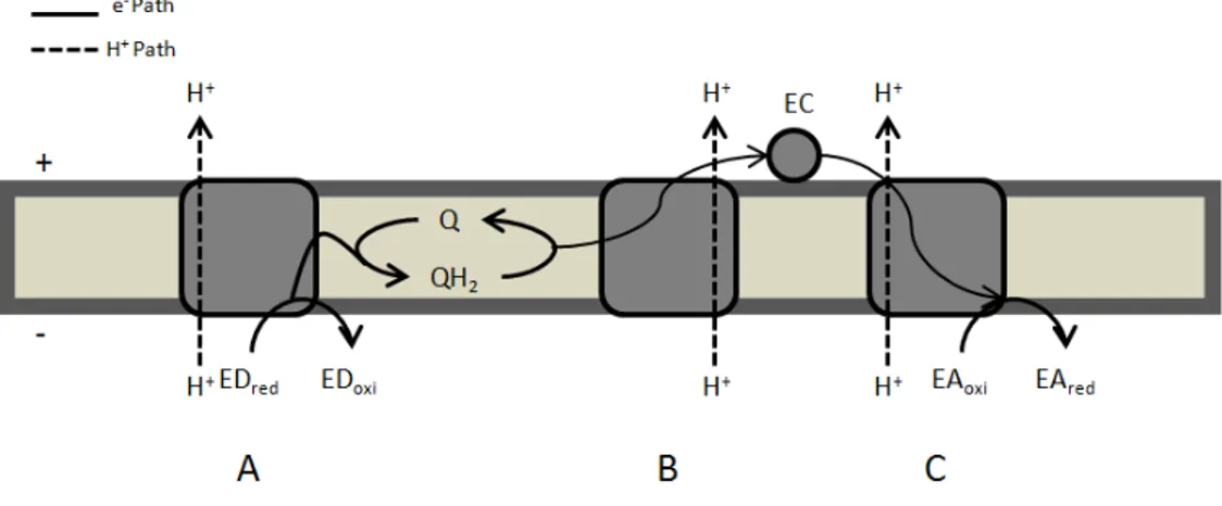 Figure  1.  1  -  Schematic  representation  of  respiratory  chain  components  indicating  their  respective  enzymatic  activities