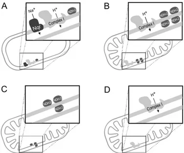 Figure  1.  3  - Schematic  representation  of  the  occurrence  and  localization  of  the  three  families  of  respiratory  NADH  dehydrogenases
