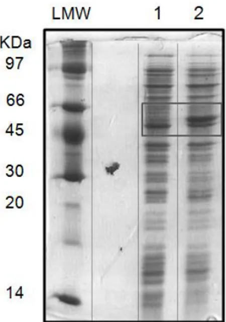 Figure  3.  3  -  SDS-PAG  exemplifying  the  NDH-2_Sa  WT  expression.  SDS-PAGE:  Stacking  Gel  –  4  %  acrilamide; Resolving Gel – 15 % acrilamide; Molecular mass of NDH-2_Sa: ~ 44 KDa