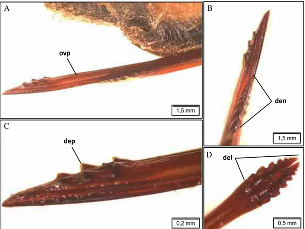 Figura 5. Estrutura do ovipositor de Quesada  gigas.  A – Aspecto geral do ovipositor de Quesada  gigas