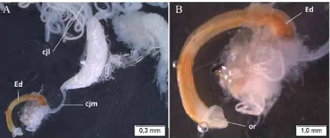 Figura 8. Aparelho reprodutor masculino. A - Edeago de Quesada gigas, com detalhe para o  gonóporo (orifício genital)