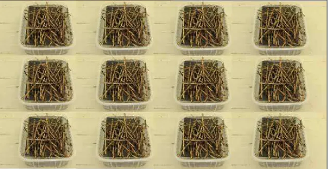 Figura 1. Ramos secos de plantas de café submersos em água para a indução da eclosão de ninfas  de Quesada gigas.
