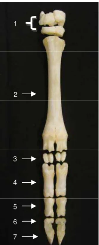 Figura 2. Vista dorsopalmar dos ossos da mão de ovino destacando-se carpo (1),                  metarcapo (2), sesamóides proximais(3), falanges proximais (4), falanges                 médias (5), sesamóides distais (6) e falanges distais (7)