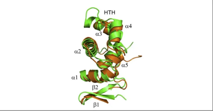 Figure  1.7  –   Three  dimensional  structure  of  DsrC.  Overlapping  representation of  DsrC  from  the  sulfur  oxidizer  Allochromatium vinosum (green) and D