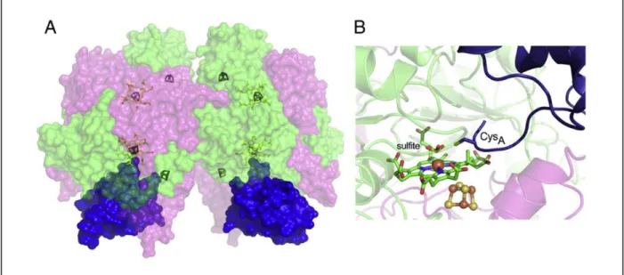Figure 1.8  –  Structure of DsrAB in complex with DsrC. (A) Molecular surface representation of DsrAB in a α 2 β 2 γ 2 