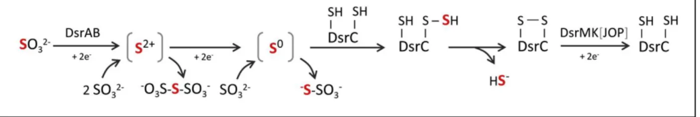 Figure 1.9  –  Proposed mechanism of sulfite reduction by DsrAB and DsrC. Upon receiving 4 electrons sulfite is  reduced to a S 0  valence state