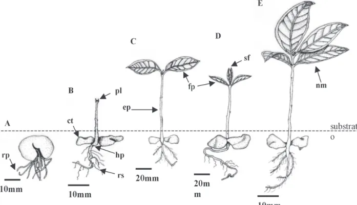 FIGURA 4 - Seqüência de germinação de sementes de jambo-vermelho: A) raiz primária (rp); B) plântula com raízes secundárias (rs) e plúmula (pl); hipocótilo (hp); epicótilo (ep); C) expansão da folha primária (fp) e início do desenvolvimento do segundo par 