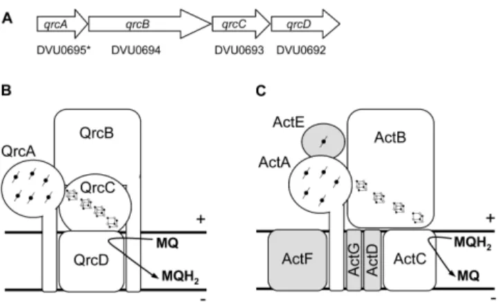Figure  3.1 3.1 3.1 3.1.2 .2 .2 .2  –  The  Qrc  and  ACIII  complexes.  A)  The  qrc   gene  cluster  in  D