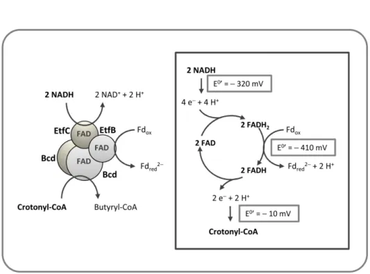 Figure 1.5 - Flavin based electron bifurcation mechanism by Bcd/EtfCB from Clostridium  kluyveri