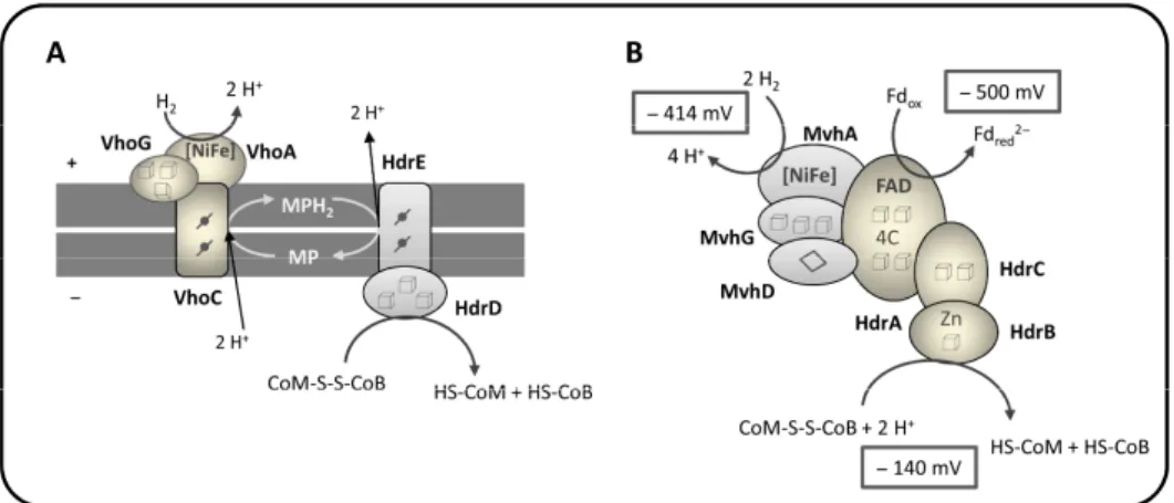 Figure  1.7  -  Schematic  representation  of  h reactions  in  methanogens.  (A)  HdrDE/VhoACG methanogens, in which heterodisulfide reductio from (Thauer  et  al