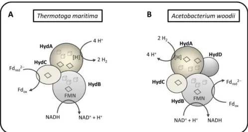 Figure  1.8  -  Schematic  representation  of  the  structure  and  function  of  two  electron  bifurcating [FeFe] hydrogenases