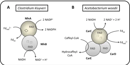 Figure  1.9  -  Schematic  representation  of  structure  and  function  of:  (A)  NfnAB  from  Clostridium  kluyveri  that  couples  the  exergonic  NADP +   reduction  with  Fd red   and  the  endergonic  reduction  of  NADP +   with  NADH  in  a  revers
